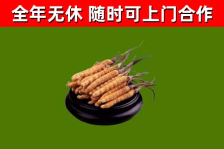 清徐县烟酒回收冬虫夏草.jpg